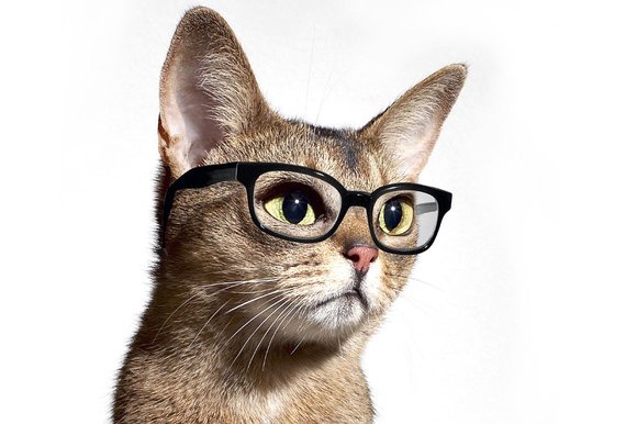 WeLeafNews's tweet photo. Quand j'essaie d'expliquer les bienfaits du cannabis aux ignorants 😅
#cannabis #chanvre #marijuana #science #etudes #vertus #bienfaits #education #chats #cats #WeLeaf #WeLeafNews https://t.co/In1lIpHQJ5