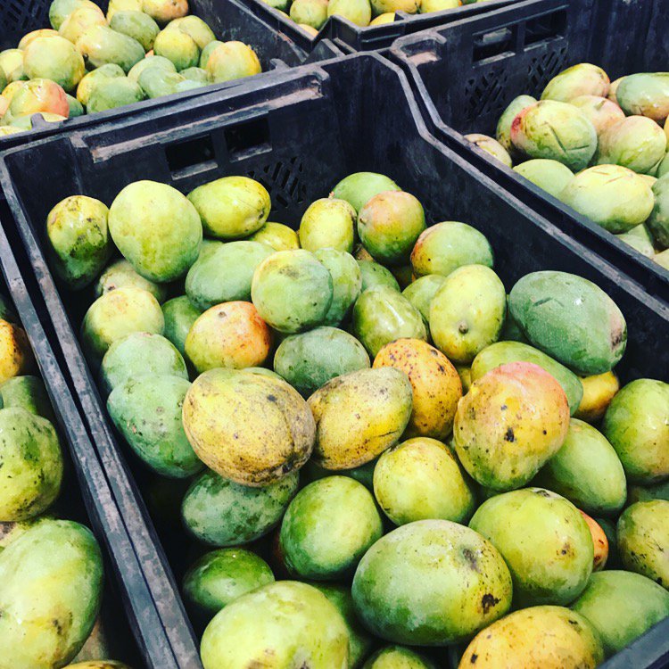 Happy International Mango Day! #agriculture #mango #organic #westafrica #africa #agribusiness #internationalmangoday