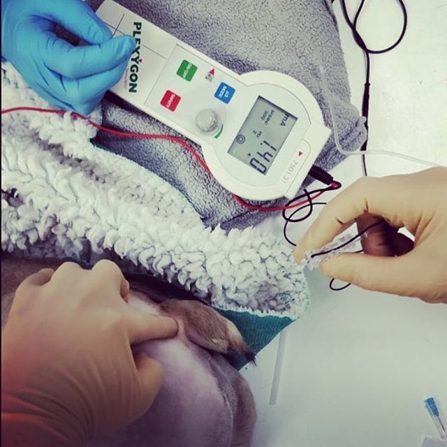 charlyerob's tweet photo. Regional anaesthesia in pelvic limb surgery // we are always striving to improve our analgesic protocols and here is our newest toy to do just that! Using nerve stimulator guidance we infiltrate local anaesthetic to induce sciatic and femoral nerve blockades // we are seeing… https://t.co/GdaeHMDIg2