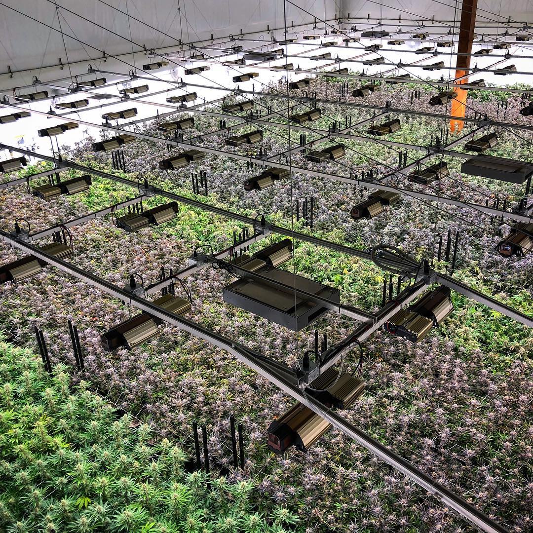 Epic grow 😍

📷: gabrielcannabis