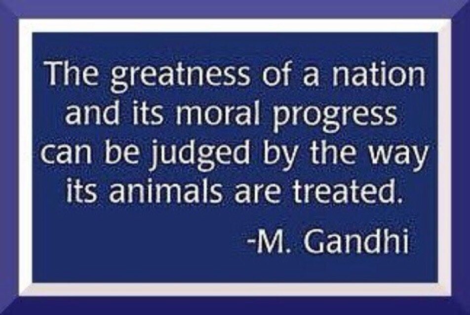 jacqui_eckert's tweet photo. @EstherThePig @Nenagh9 @queenwaldorff @LishaMosure @LoveDVoiceless @STOPDCMTNOW1 @MrsMapother @britsh57girl @_AnimalAdvocate @Anipal007 @GraffiteAdam @46andy19561 @20greenvalleyl1 @biancabeyer @CheetahGirl001 @hobodreamer @Bri70372823 @peta There is NO REASON to attack anyone. It is heartbreaking,the way humans treat animals,our earth and each other. ALL are important. All on same page. @queenwaldorff 🌵🌹💕 #respect @hobodreamer https://t.co/i8WXOj2U4n