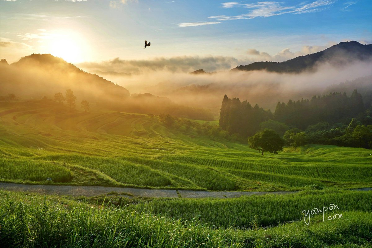 房総の絶景 Twitterren 鴨川市 大山千枚田 朝日と雲海の棚田 超綺麗な景色に感動であります Raw現像です 房総 千葉 絶景 Boso 鴨川市 大山千枚田 棚田 朝日 雲海 T Co Eaorv2he3c