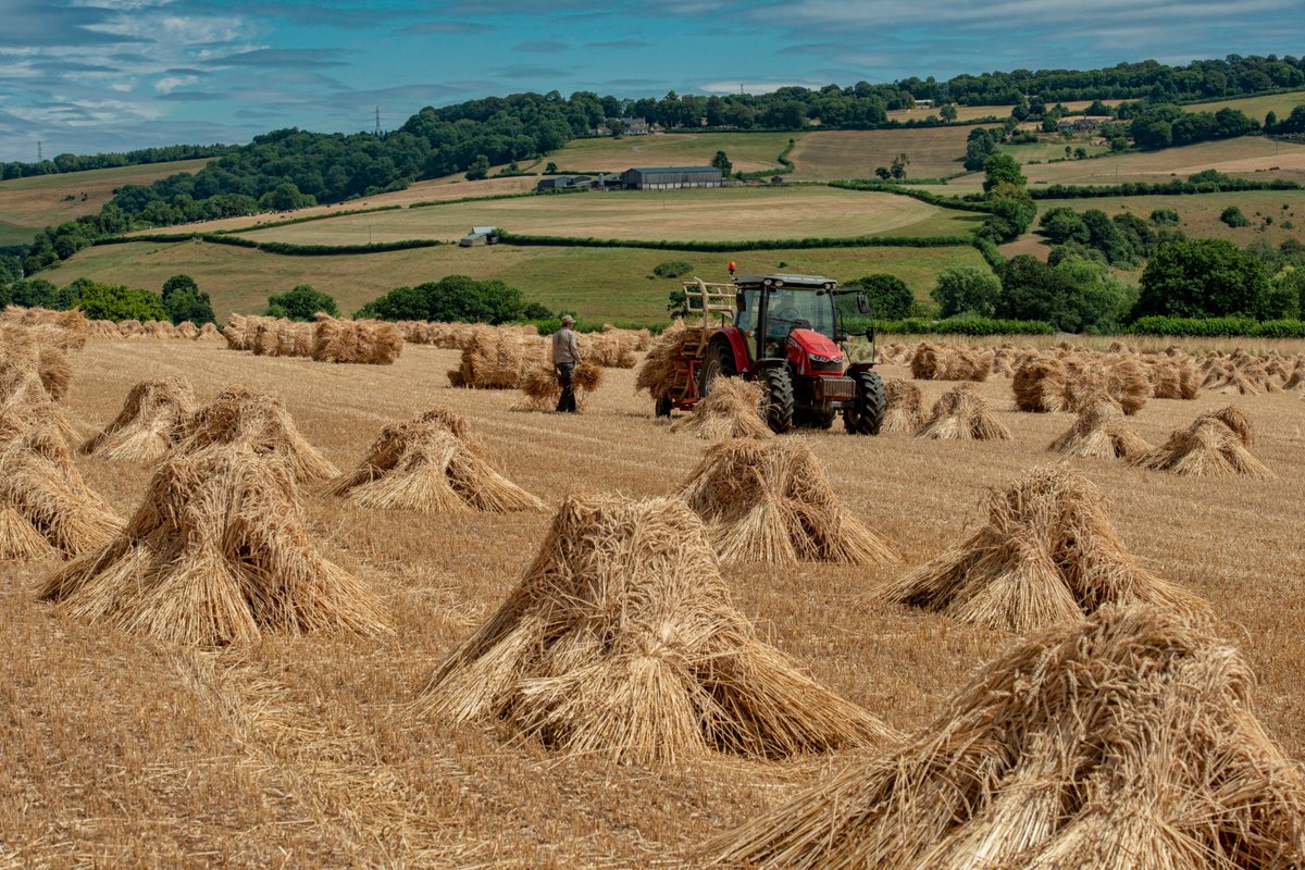 JodyGaisford's tweet photo. A couple of photos of the harvest being collected
#thatchingstraw @JBGill https://t.co/qnFHg45H1y