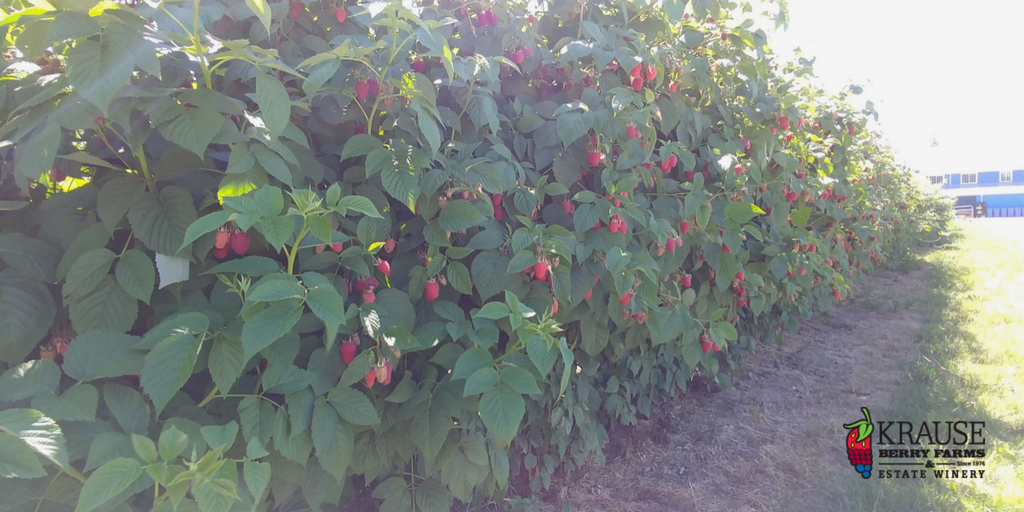 bcraspberries's tweet photo. @KrauseBerryFarm still has #bcraspberries for sale at their berry counter! Come visit today! https://t.co/wLjzLJCt8B ❤️🌱 https://t.co/xS3DjMigCv