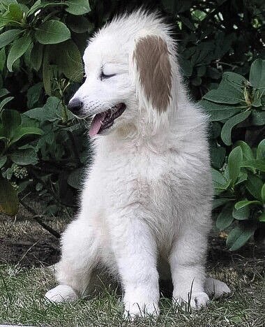 YahBoyJiraiya's tweet photo. Real life Akamaru https://t.co/gKPyCjt9ol