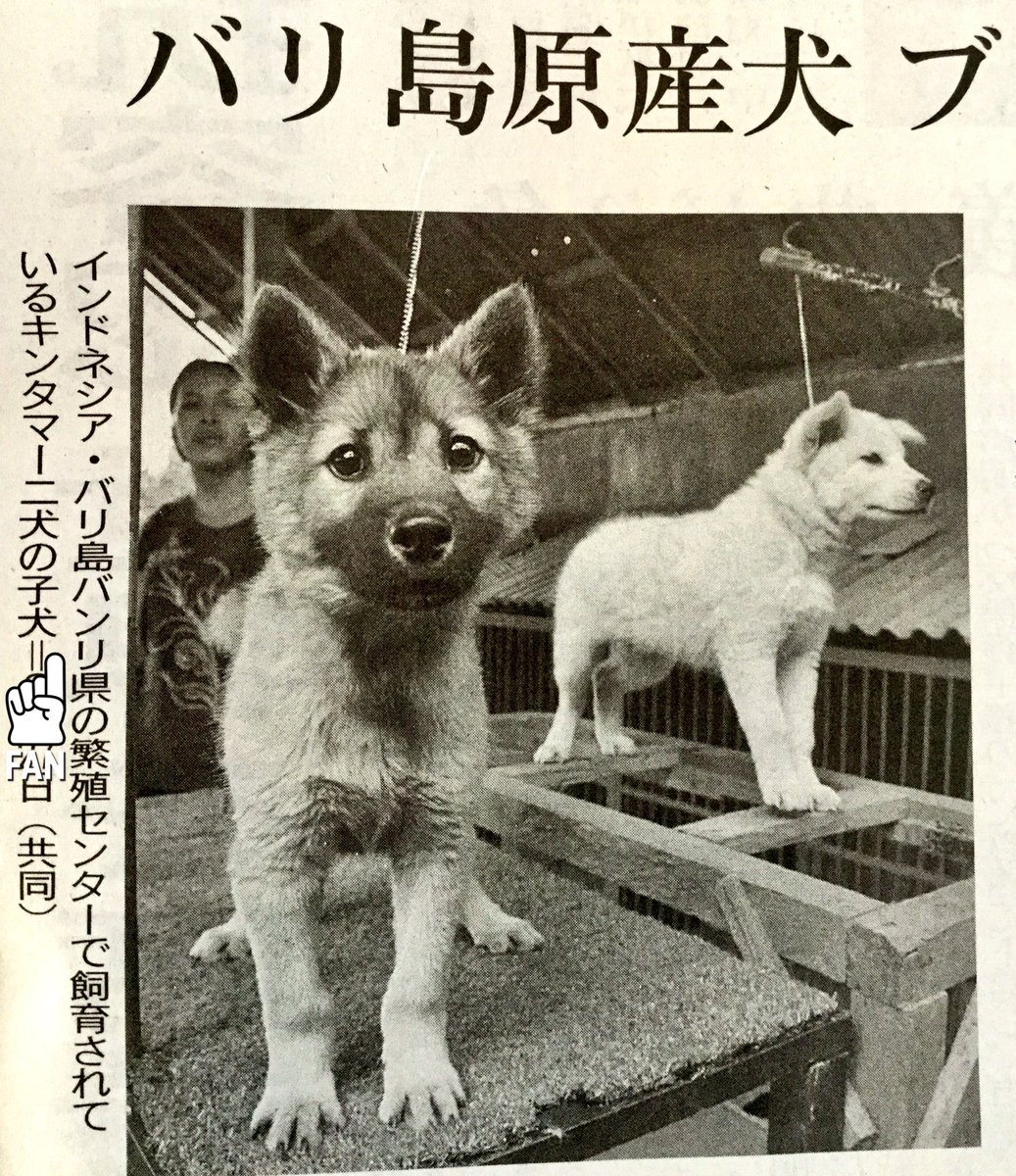 キンタマーニ犬 バリ島原産 インドネシア 観光資源へ キンタマーニ犬血統協会 体長は４０ ５５センチ 体重１３ １７キロの中型犬