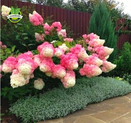 smartdripio's tweet photo. Water the newly planted #hydrangea one to two times weekly providing about 1 inch of water at each #irrigation. Hydrangeas need #watering before the soil in the root zone dries completely💦 🌸 ☀️#dripio #pdx #smartwatering #dripirrigation #organicgriwing #gyo https://t.co/QyBrk4ZD2Q
