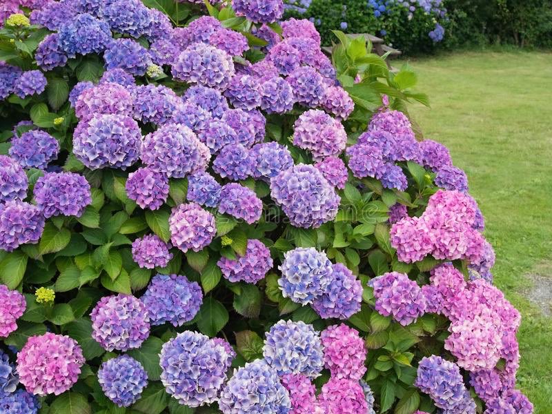 smartdripio's tweet photo. Water the newly planted #hydrangea one to two times weekly providing about 1 inch of water at each #irrigation. Hydrangeas need #watering before the soil in the root zone dries completely💦 🌸 ☀️#dripio #pdx #smartwatering #dripirrigation #organicgriwing #gyo https://t.co/QyBrk4ZD2Q