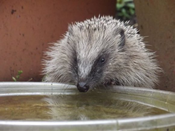 LGSpace's tweet image. Please hedgehogs by leaving a bowl of fresh water out for them - but keep it very shallow for their safety!
Photo by Michael Partridge via @hedgehogsociety
#HelpTheHedgehogs #wildlife