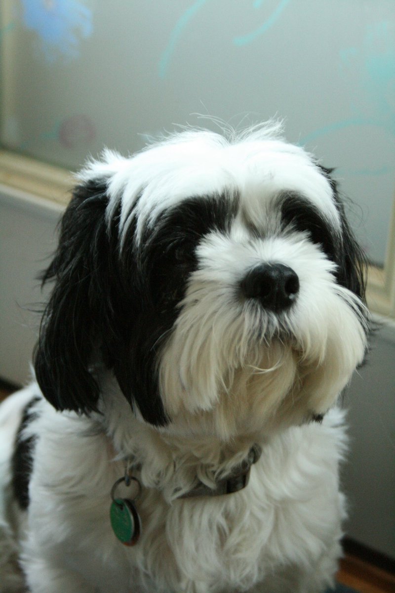 heyvivienne's tweet photo. What a photogenic doggo. U were my go-to model https://t.co/3DaHh8oYZb