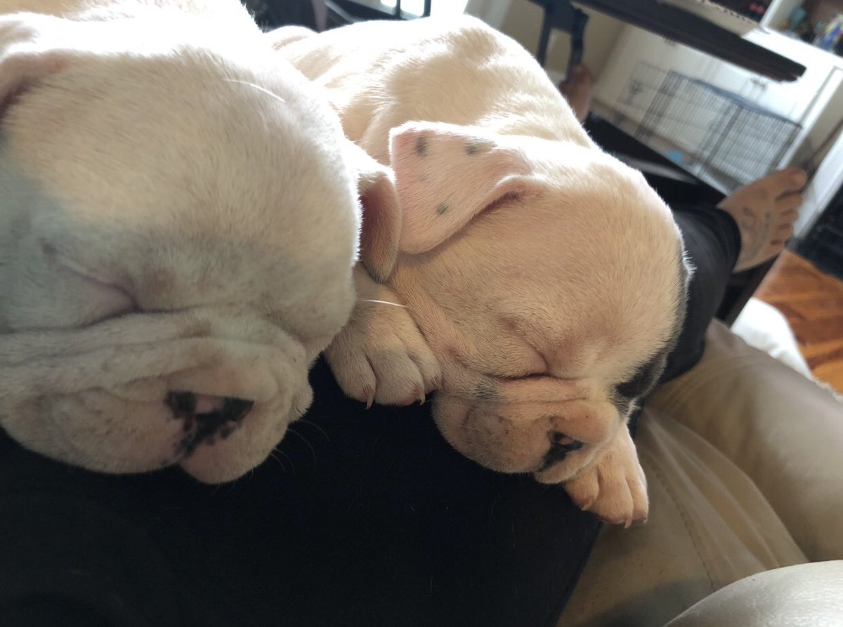 BridgetteWest's tweet photo. Get you a man that surprises you w/ 2 French bulldog puppies cause you’re depressed💖💖💖 https://t.co/MjskZQtC7m