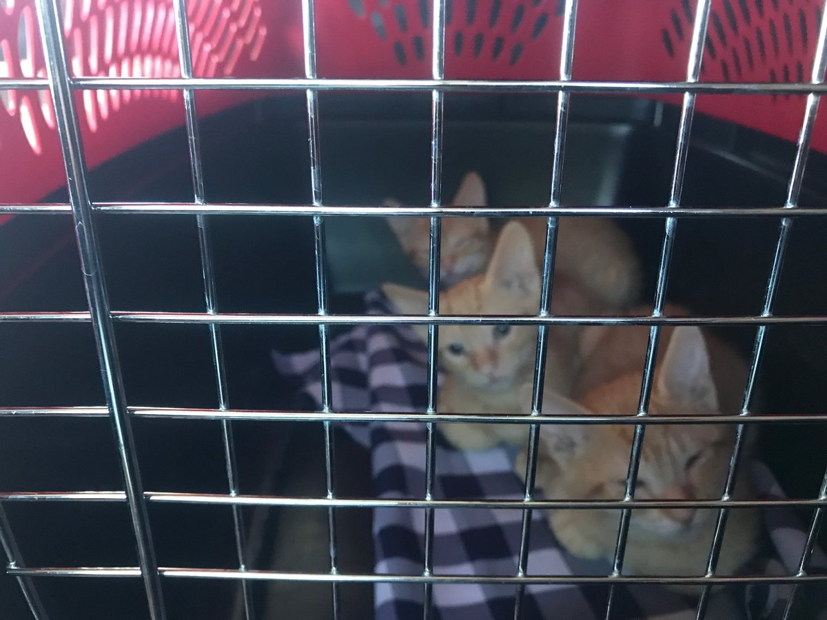 FearlessKitty12's tweet photo. We rescued 7 kitties from LA and driving them back to AZ! Stay tuned! @bestfriends #BFNC18 #nokill2025 #kittens #CatsOfTwitter https://t.co/AzsgN91lLv