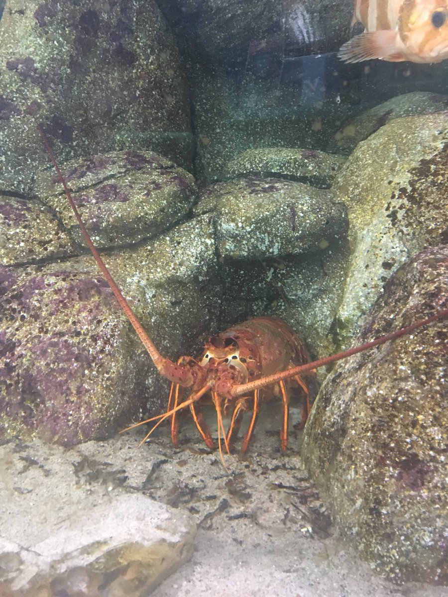 the_bardyboi's tweet photo. It's finally happened! #SantaMonicaPierAquarium #graysadventures2018 https://t.co/jL3c7CUF90