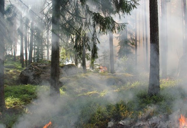 CitiesDigest1's tweet photo. EU coordinates further assistance to help Sweden fight forest fires 
The Commission has been working 24/7 since Sweden requested EU assistance to battle the unprecedented forest fires as hundreds of... https://t.co/oZnglOjUfF ... https://t.co/v2rIwU46TX
