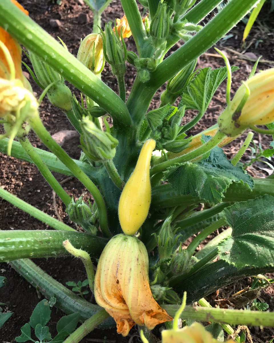 FullLotusFarm's tweet photo. Golden crookneck squash is sizing up from the rain last night ✨

#heirloom #summer #squash #grow #fruit #veggies #food #permaculture #notill #farming #summersquash #farmersmarket #locallygrown #farmtotable #supportlocal #eathealthy https://t.co/iS6qWddj5S