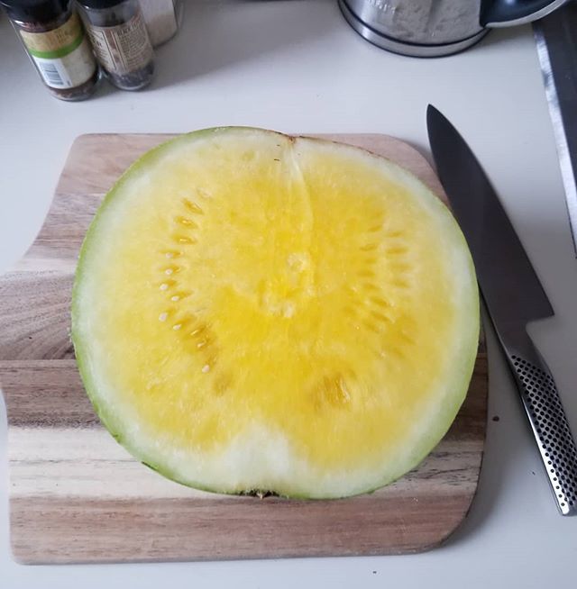 VeganMHC's tweet photo. After watching @weirdexplorer's videos on Youtube, I was inspired to try a new (to me) fruit! Here is a yellow #watermelon. It tastes very similar to the red one. I will continue to get the red ones because I prefer the taste and color, but it was a fun … https://t.co/Bj117XaKlK https://t.co/w3e1WMt5Z7