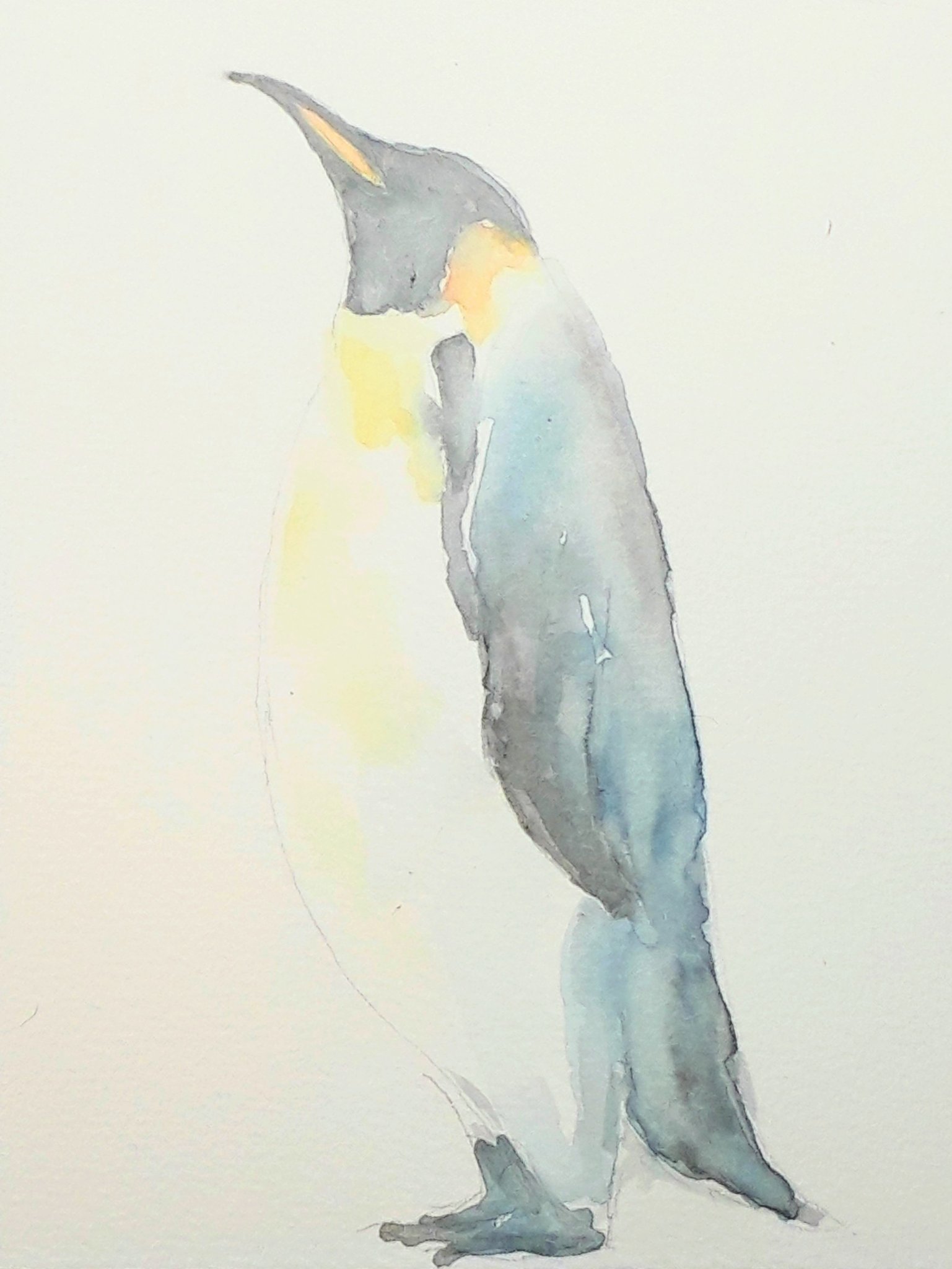そ Twitterren コウテイペンギンさん ついにケープさん構図尽きたので 水彩 水彩画 ペンギン 絵描きさんとつながりたい 水彩絵を流して水彩民を増やそう