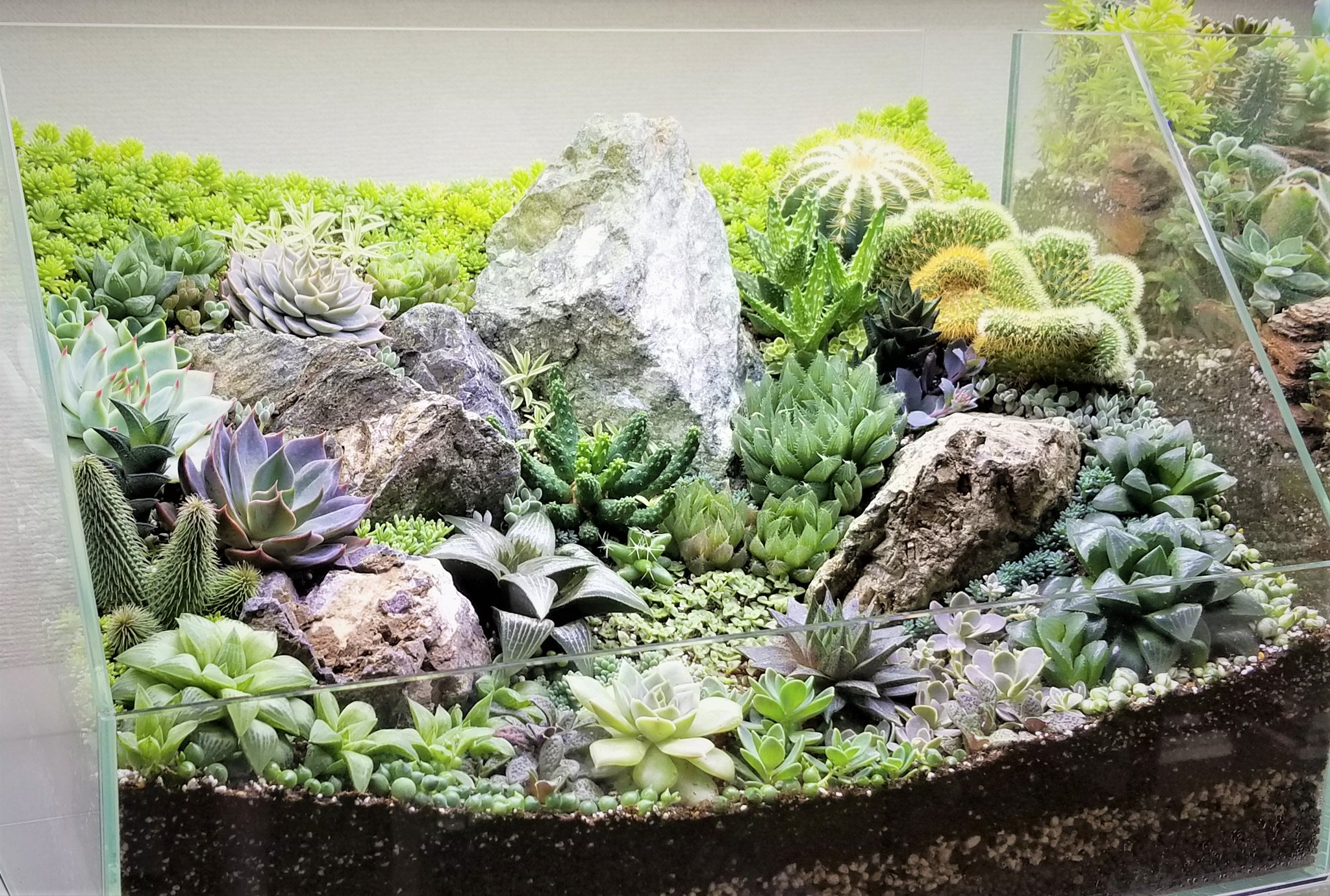 隠れ家付きテラリウム 多肉植物 観葉植物 溶岩石 レイアウト　生体飼育ケージも 隠れ家付き！苔テラリウム 観葉植物 溶岩石レイアウト 生体飼育