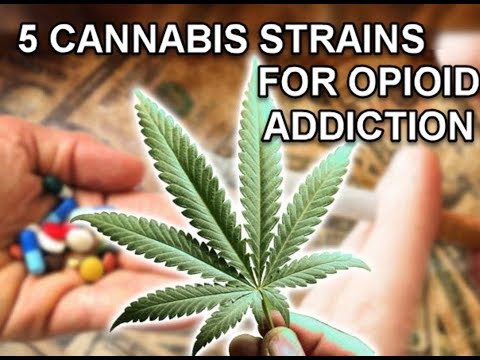 TokenBudz420's tweet photo. Cannabis Strains for Opioid Addiction - https://t.co/jOpEjjsvNl #420 #hightimes #medicalmarijuana  #stoner #imhigh https://t.co/ggCJ5iYjKW