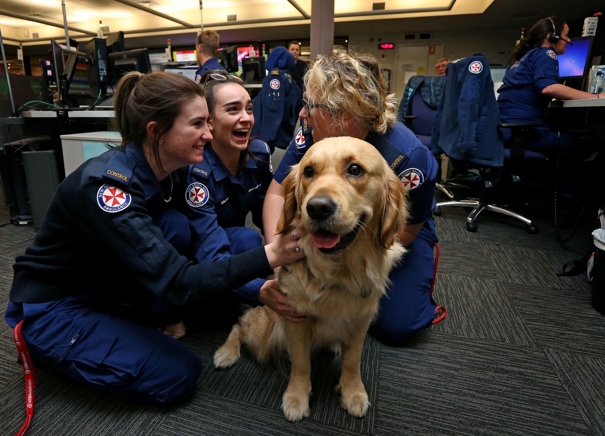 NSWAmbulance's tweet photo. She mightn’t be great at taking Triple Zero (000) calls, but star new recruit ‘Honey Bear’ performs an invaluable role at NSW Ambulance’s Sydney Control Centre, providing comfort after particularly challenging calls. Thanks to @dailytelegraph’s Toby Zerna for these top pics! https://t.co/9F8dRzRqxb