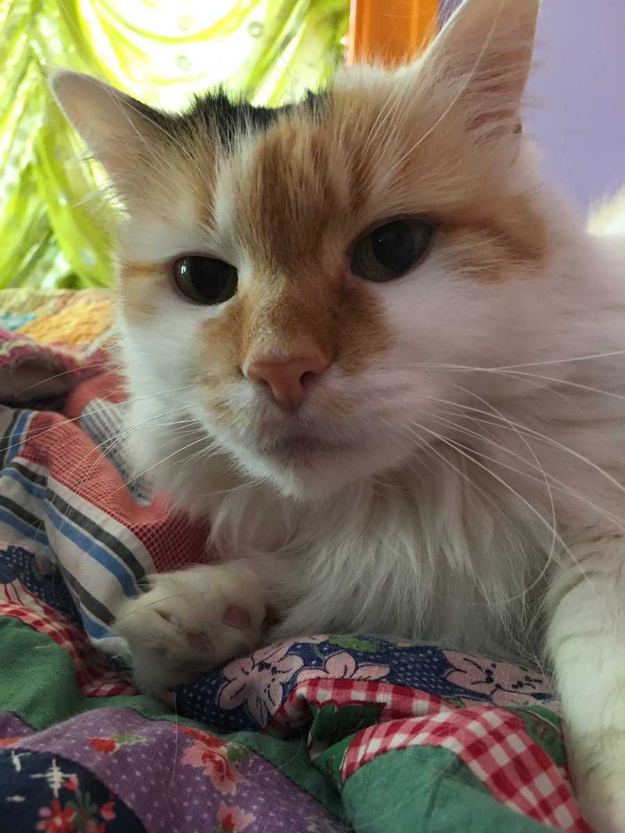 katt055's tweet photo. And Buggy, my insane fluffy demon  queen who will never die because shes that strong and wonderful https://t.co/ezxfPkvyFU