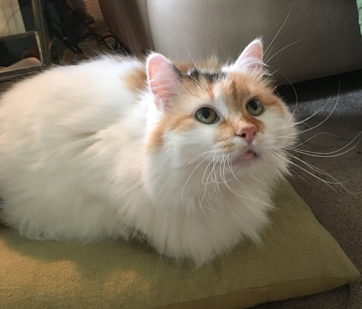 katt055's tweet photo. And Buggy, my insane fluffy demon  queen who will never die because shes that strong and wonderful https://t.co/ezxfPkvyFU