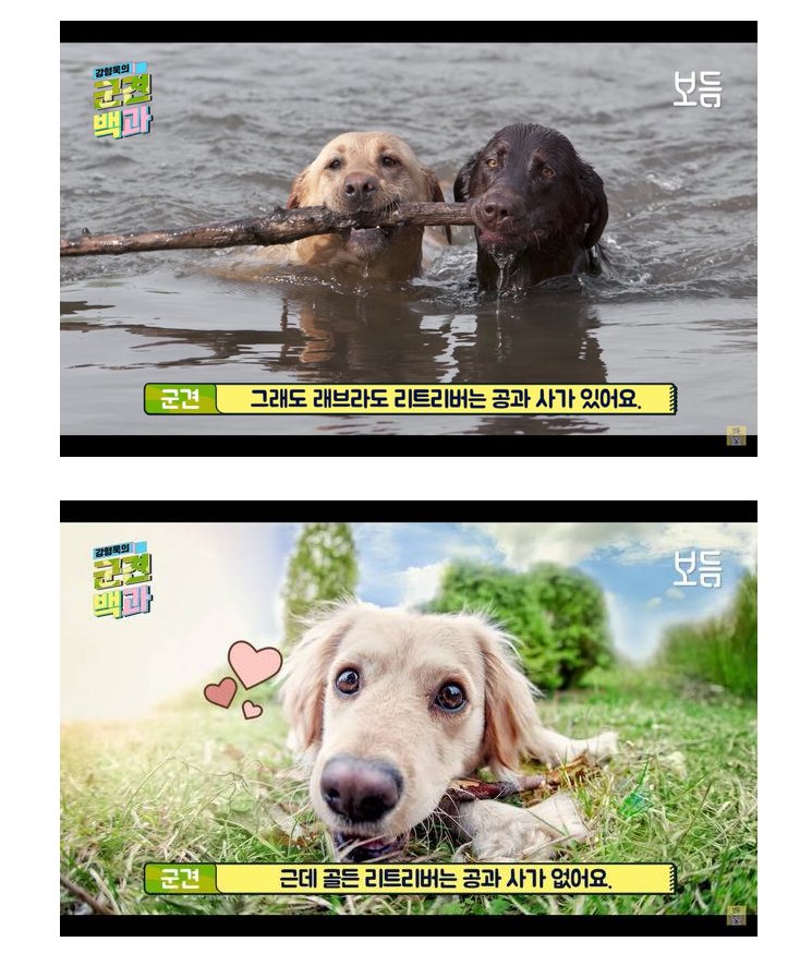 골든 리트리버가 군견으로 쓰이지 않는 이유.jpg instiz.net/pt/5807196