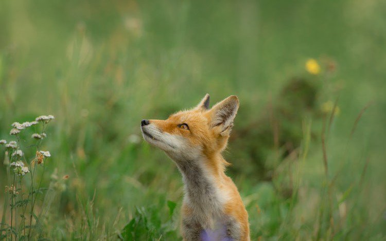 according2jwest's tweet image. #SpringRESTDocs Versus SpringFox Swagger for API Documentation dlvr.it/QcRMN2