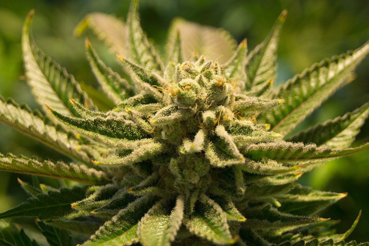 WeedStreetJrnl's tweet photo. From managing odor to growing tasty weed, here are some great how-to tips!
#HowTo #WeedNews #CannabisCommunity #CannabisCulture #CannabisNews #CannabisNow #Weed #Cannabis #Marijuana #GrowWeed #MJ #GrowingWeed #MarijuanaNews #MarijuanaMovement #SundayFunday
https://t.co/ecllLEZxNa https://t.co/5degw265H3