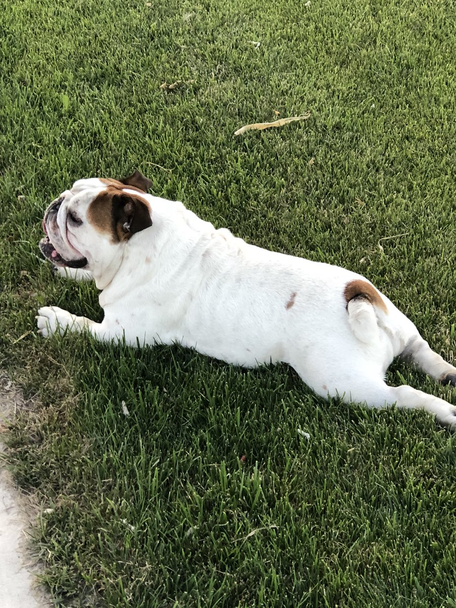 mbbbow's tweet photo. Now a nice stretch after a roll in the grass. Got to love cooler evenings and walks. https://t.co/k2OSMzdooJ