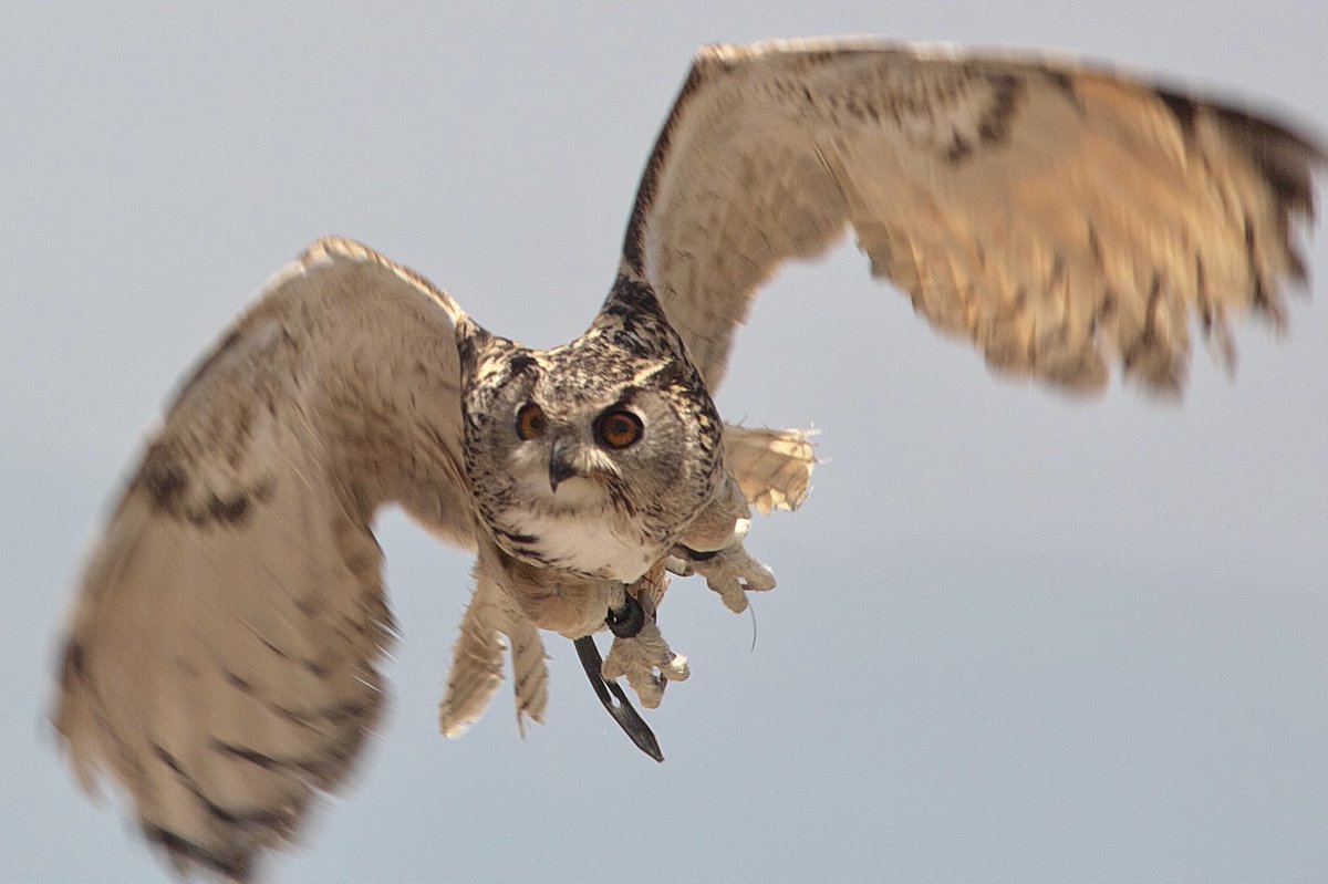 Twitter पर Royg 飛んでる鳥さんは難し過ぎる Eurasianeagleowl Eagleowl Owl イラニアンワシミミズク ワシミミズク ミミズク 那須どうぶつ王国 動物写真 動物好きな人と繋がりたい Twitter पर Royg 飛んでる鳥さんは難し過ぎる Eurasianeagleowl Eagleowl Owl イラニアンワシミミズク ワシミミズク ミミズク 那須どうぶつ王国 動物写真 動物好きな人と繋がりたい