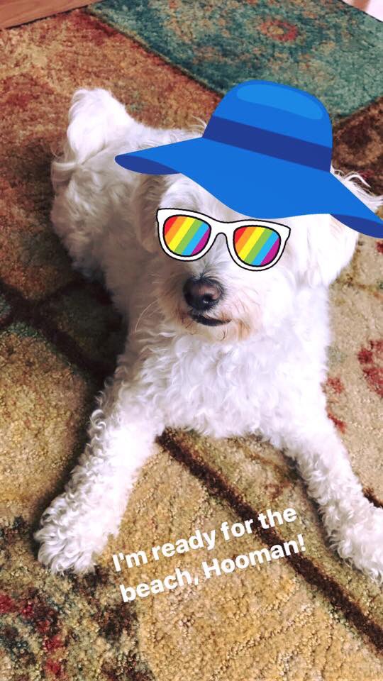sahniaas's tweet photo. Diva! ❤️🐶 https://t.co/3pifowfdEh