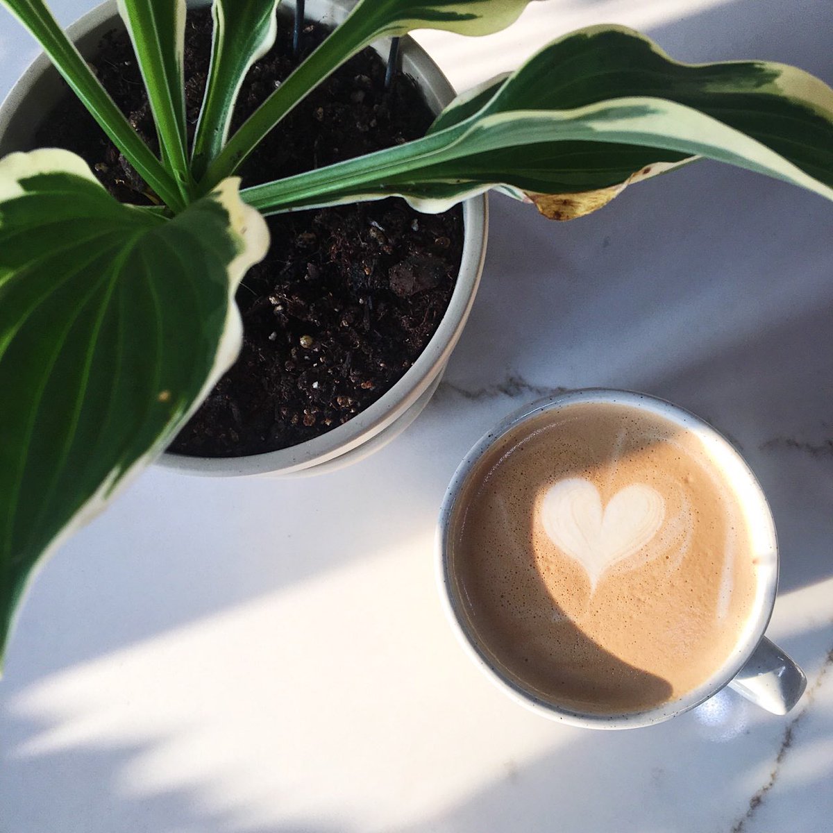 teaspressa's tweet photo. Remember to keep a look out for #secretmessagemonday tomorrow at our #arcadia and #annarbor stores! Hint: It’s sticky like this summer humidiTEA. https://t.co/GmTDagpW5i