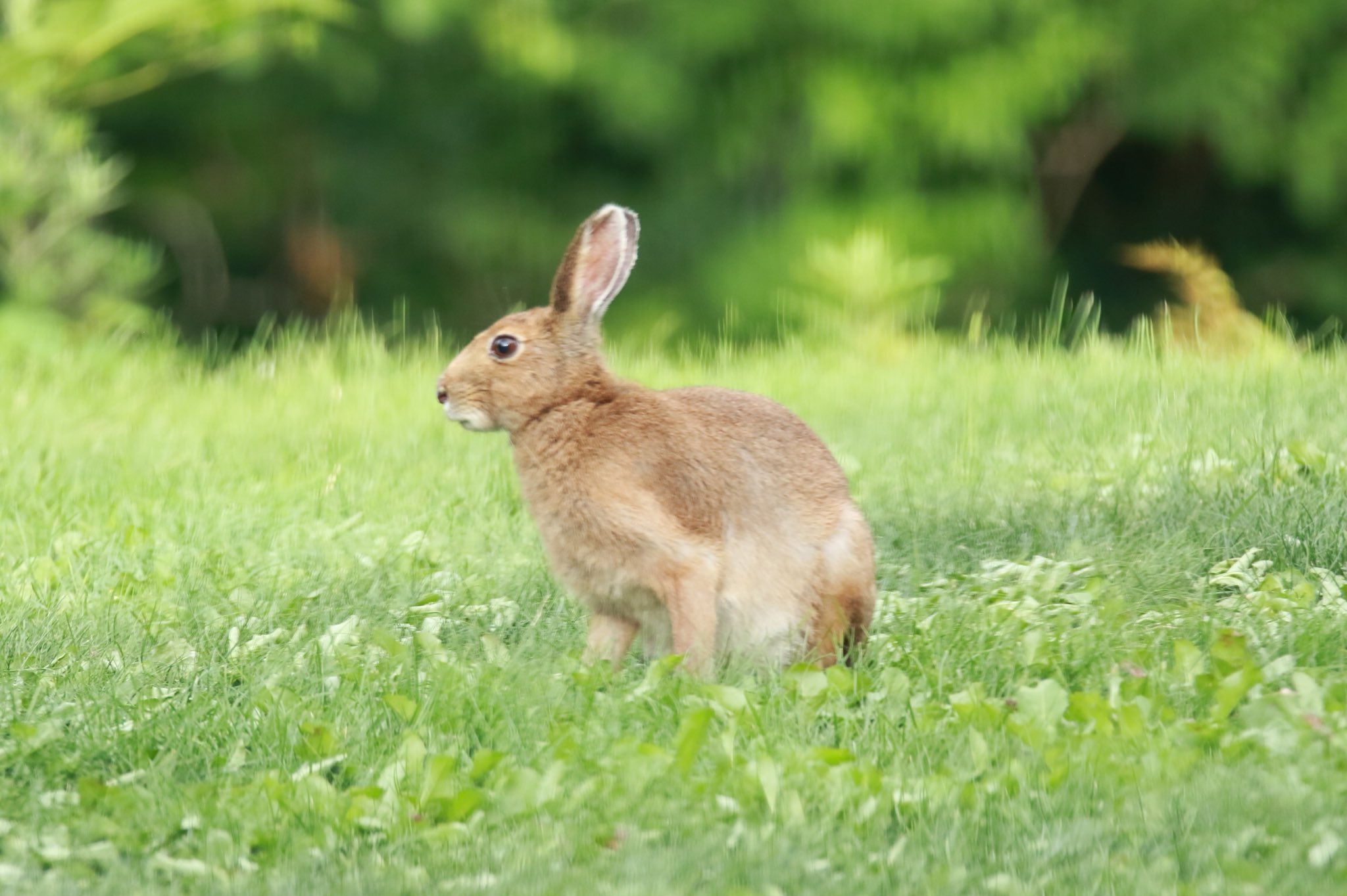 オーベルジュ渓翠館 ここ数日 野ウサギが遊びに来ます お客様に ウサギも飼ってるんですか と言われたくらい普通に庭で芝などを食べています ちなみにこのウサギ冬になると真っ白になるんですよ 3枚目は春先の斑ら模様 4枚目はほぼ真っ白なウサギ