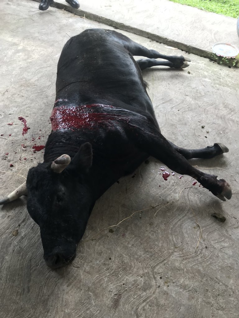 ANDRESDELAPARRA's tweet photo. Debido a la presencia de niñas y niños en el evento de corrida de Toros en Xico, los organizadores de dicho espectáculo han sido detenidos por la FGE, además de proceder a la clausura del lugar.

Ningún menor debe ser sometido a esta clase de violencia. https://t.co/vJoFlC9ifc