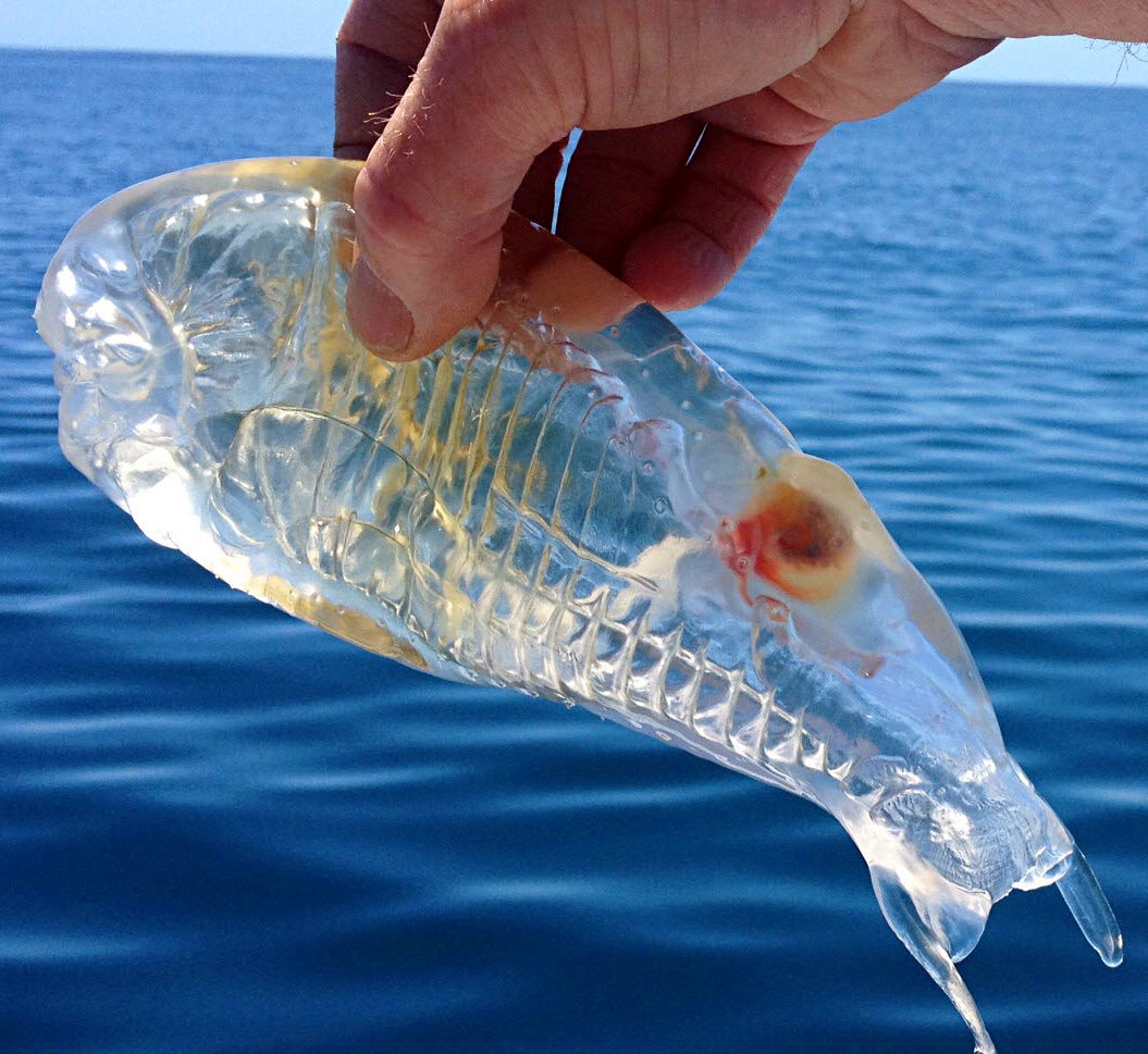 Grand_DM's tweet photo. This transparent fish caught by a New Zealand fisherman rolled a 1 on its Stealth check. #dnd #rpg  #tabletop https://t.co/kuC12ejJTV