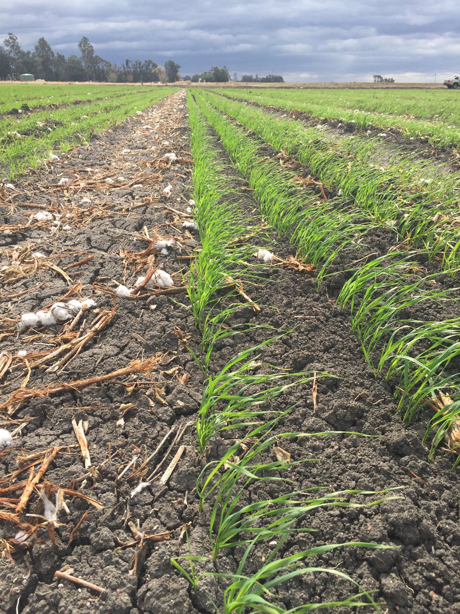 mattynaum's tweet photo. #AssociatedGrain has next seasons wheat seed production in and growing. The new AGT variety #Sunprime is loving a bit of water to get it away.
We just hope for some help during the season! https://t.co/CedMRY37zi