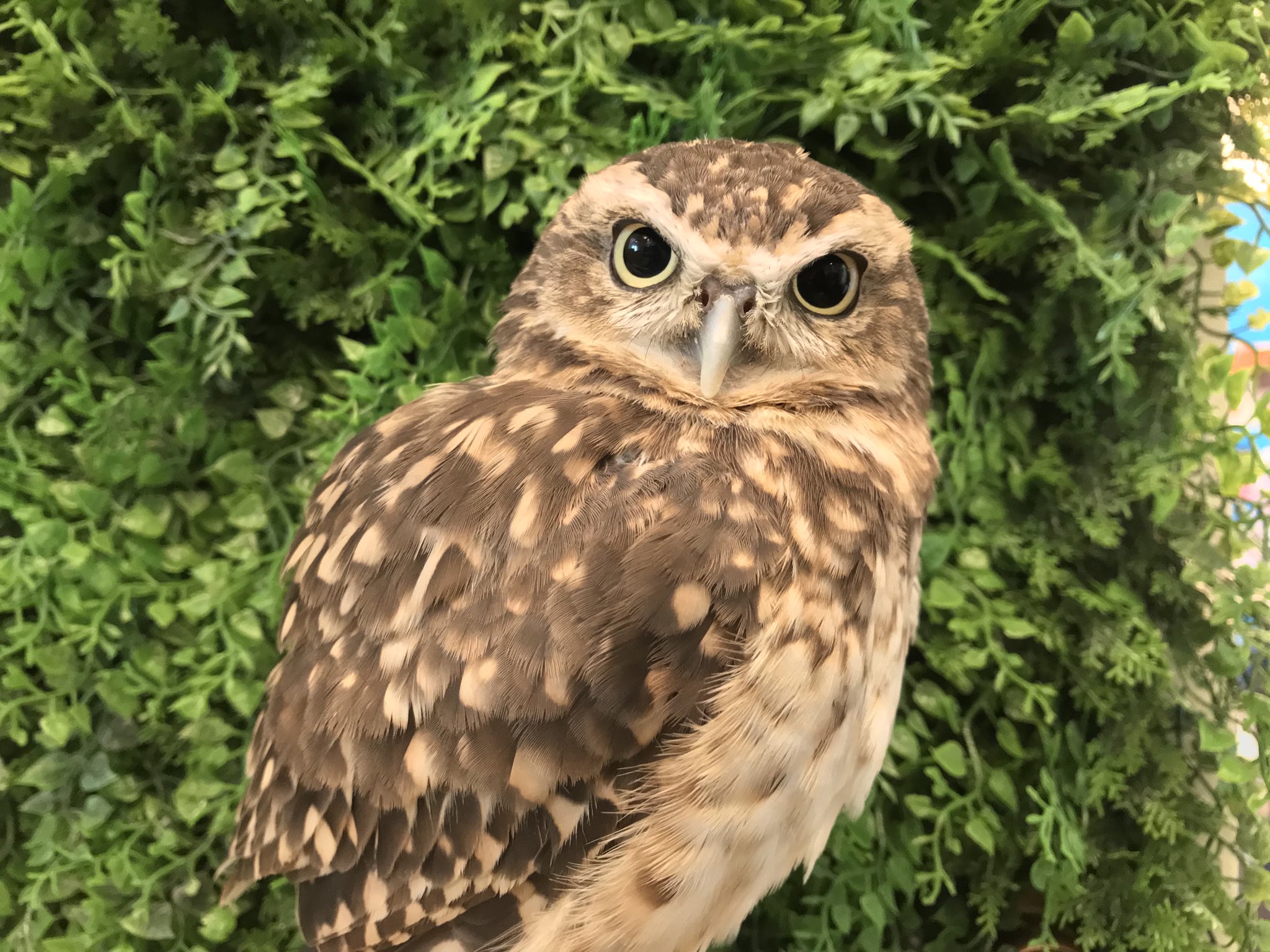 神戸三宮北野フクロウカフェ ビビ ジョージ閉店 東京 神奈川 埼玉 千葉 茨城 栃木 群馬 山梨 長野 愛知 静岡 岐阜 三重 新潟 富山 石川 福井 京都 滋賀 奈良 大阪 和歌山 兵庫 淡路の皆様 ぜひ兵庫県 神戸初のフクロウカフェ ビビ