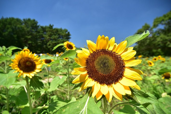 もずやん 大阪府広報担当副知事 در توییتر 万博記念公園 吹田市 では 7月21日 土曜日 から8月12日 日曜日 まで 万博記念公園 ひまわりフェスタ を開催します 褐色のひまわりなど 22品種10 000株ご覧いただけます ミストロードを涼みながら お気に入りの