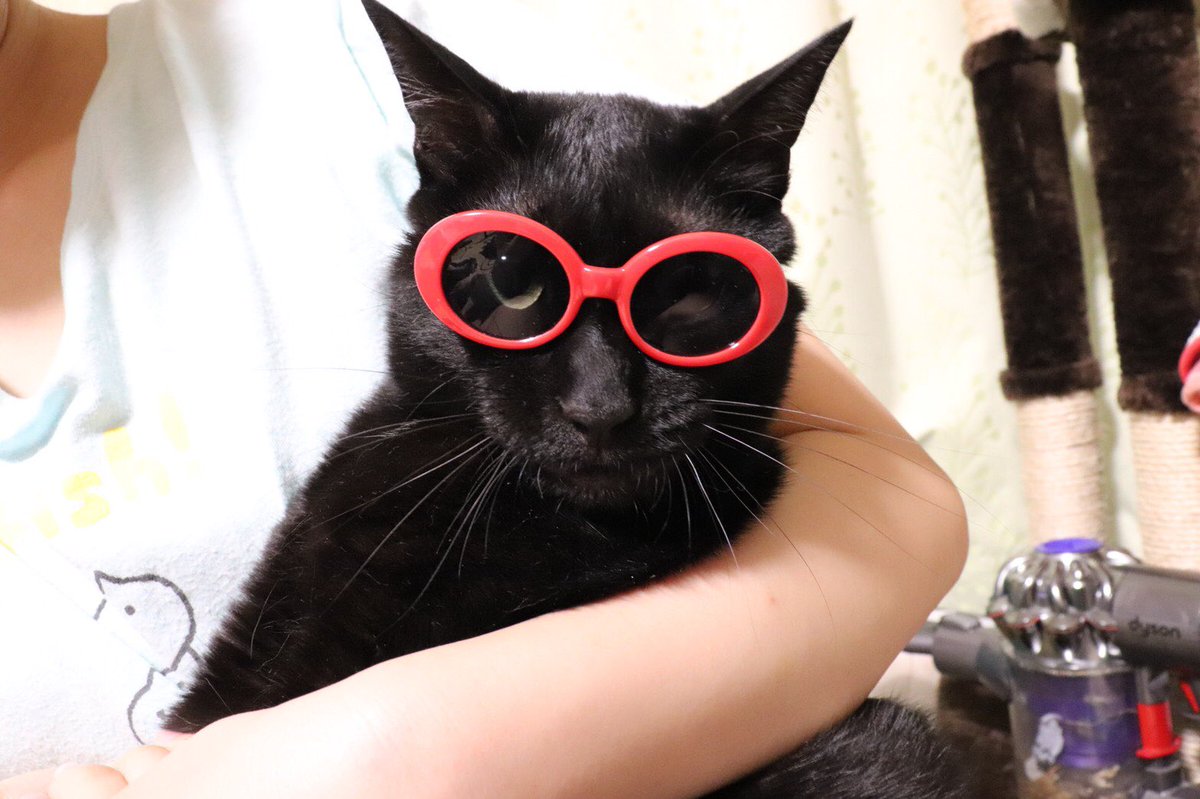 Twitter இல なめ子 猫用サングラスが売ってたので買ってつけてあげました O O ほたては赤のサングラスでカッコよく決まってますが なめこはつけた途端に怯えて困り顔になり ひょっこりはんみたいになりました笑 猫サングラス ひょっこりはん 可愛い