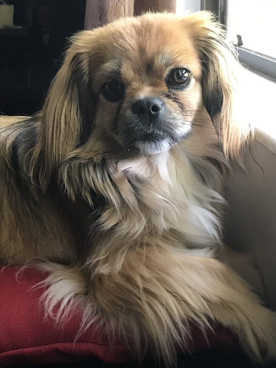 FlaToCali's tweet image. My 🐶💙 #lovemypup #prapso