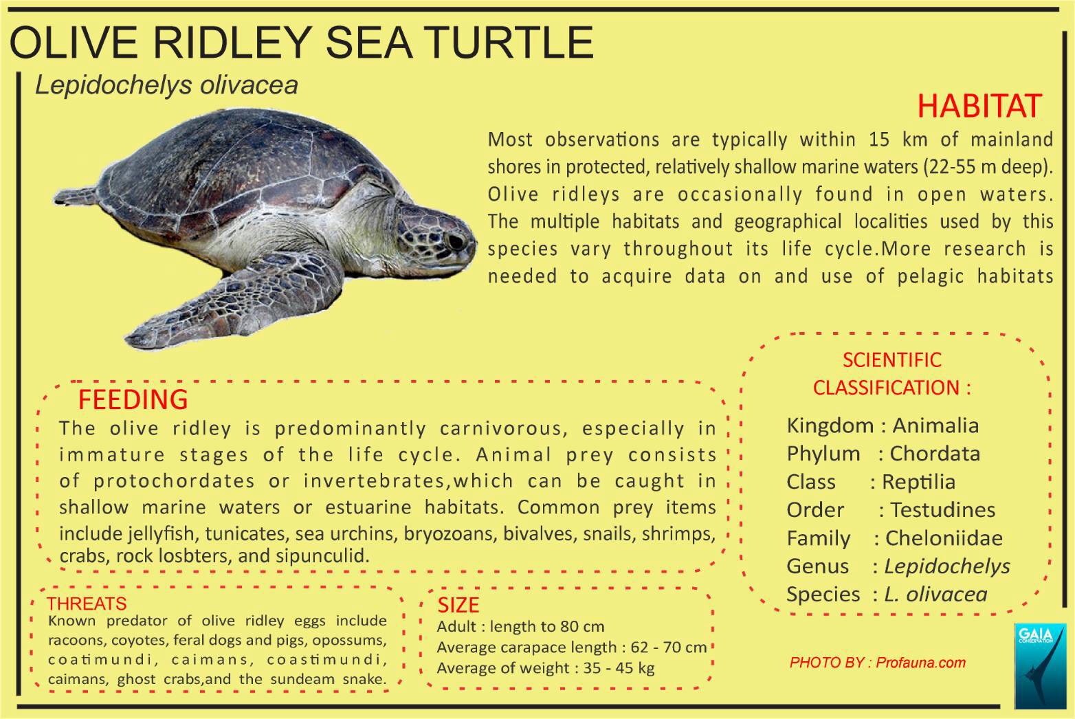 Olive Ridley Turtle