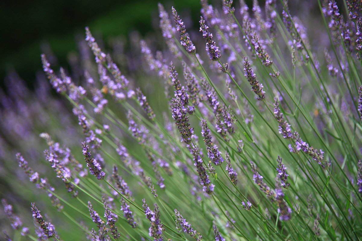 hiroshisj's tweet image. 満開を迎えたラベンダー。さわやかな風が、花の香りを運んでいます(^O^)