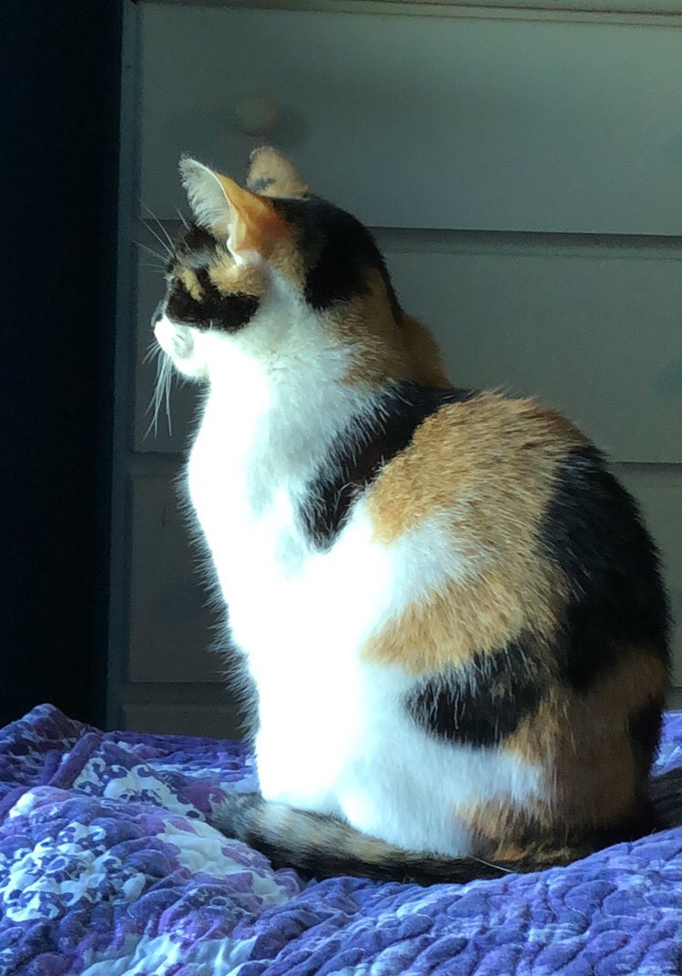 BreakneckPedigo's tweet photo. My cat threw up directly into a plugged in and fully operational power strip. How did your cat try to burn down the house this week? #CatsOfTwitter #destructivekitty #catshaming https://t.co/HdwGr8Y50y