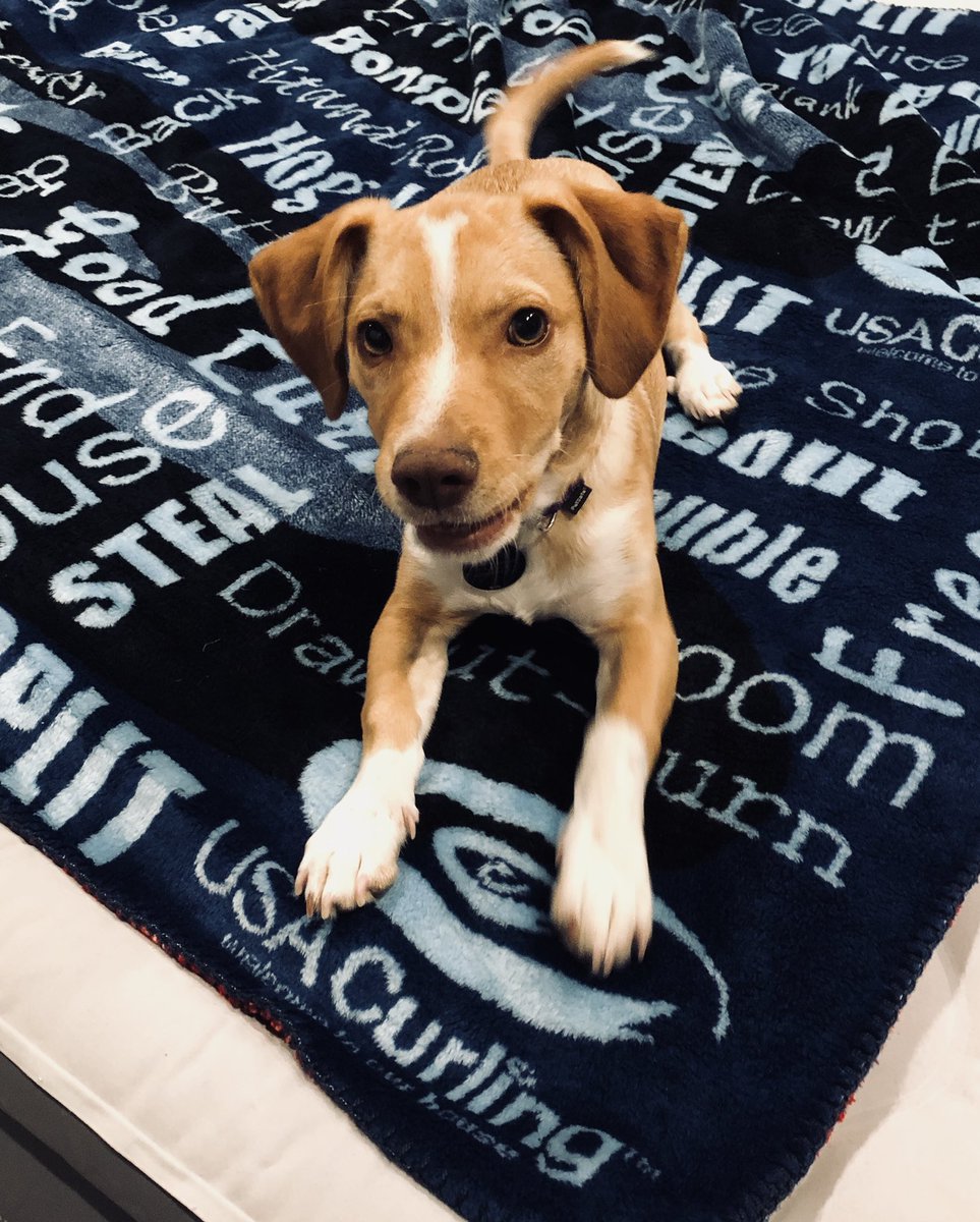 Zermatt’s new favorite blanket... <a href="/usacurl/">USA Curling</a> <a href="/ccpotter/">Cassie Potter OLY</a> #newmascot #goodcurling