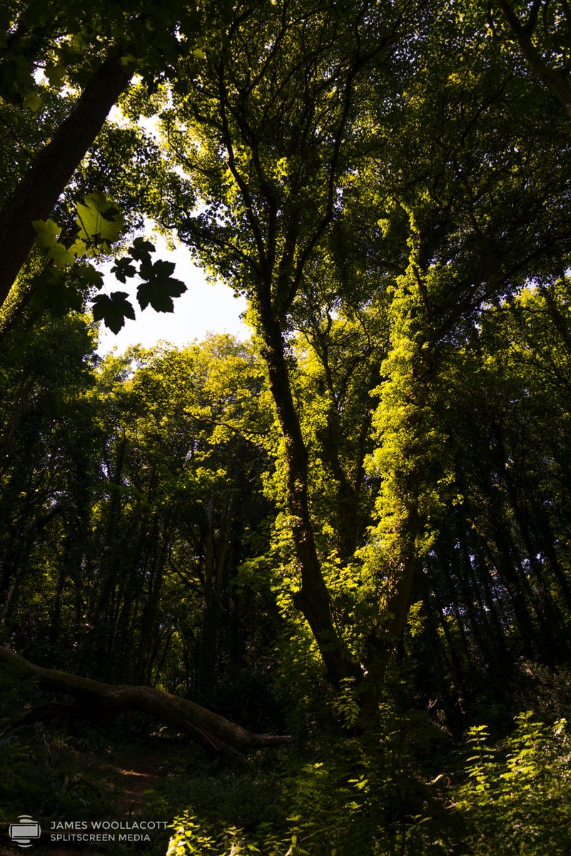 JamesJonWMedia's tweet photo. Walking in the woods yesterday.

#woodland #photography #nature #NaturePhotography https://t.co/QnpAnMjF0r