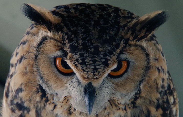 remote_healing's tweet photo. ☘ベンガルワシミミズクの魅力を4枚に凝縮してみました https://t.co/m9HQvO12sl