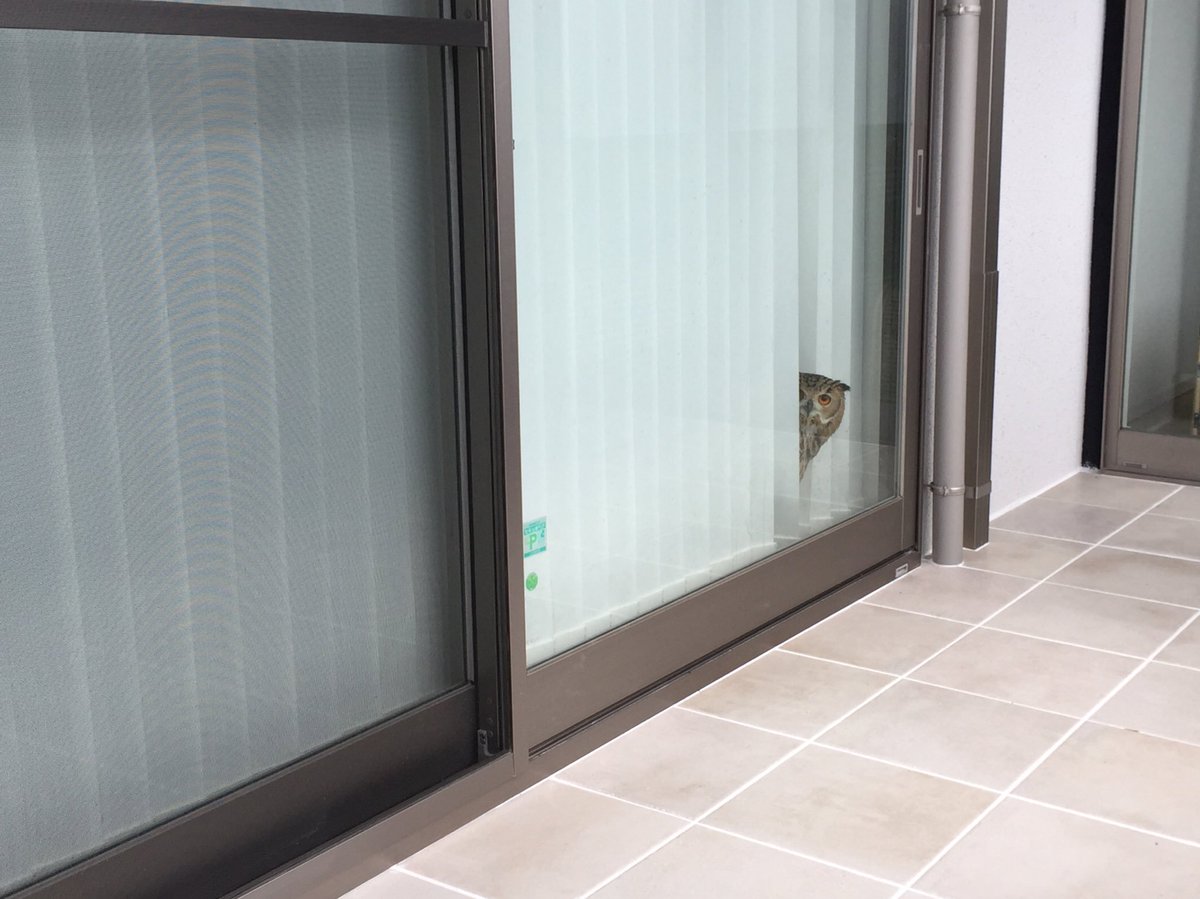 remote_healing's tweet photo. ☘ベンガルワシミミズクの魅力を4枚に凝縮してみました https://t.co/m9HQvO12sl