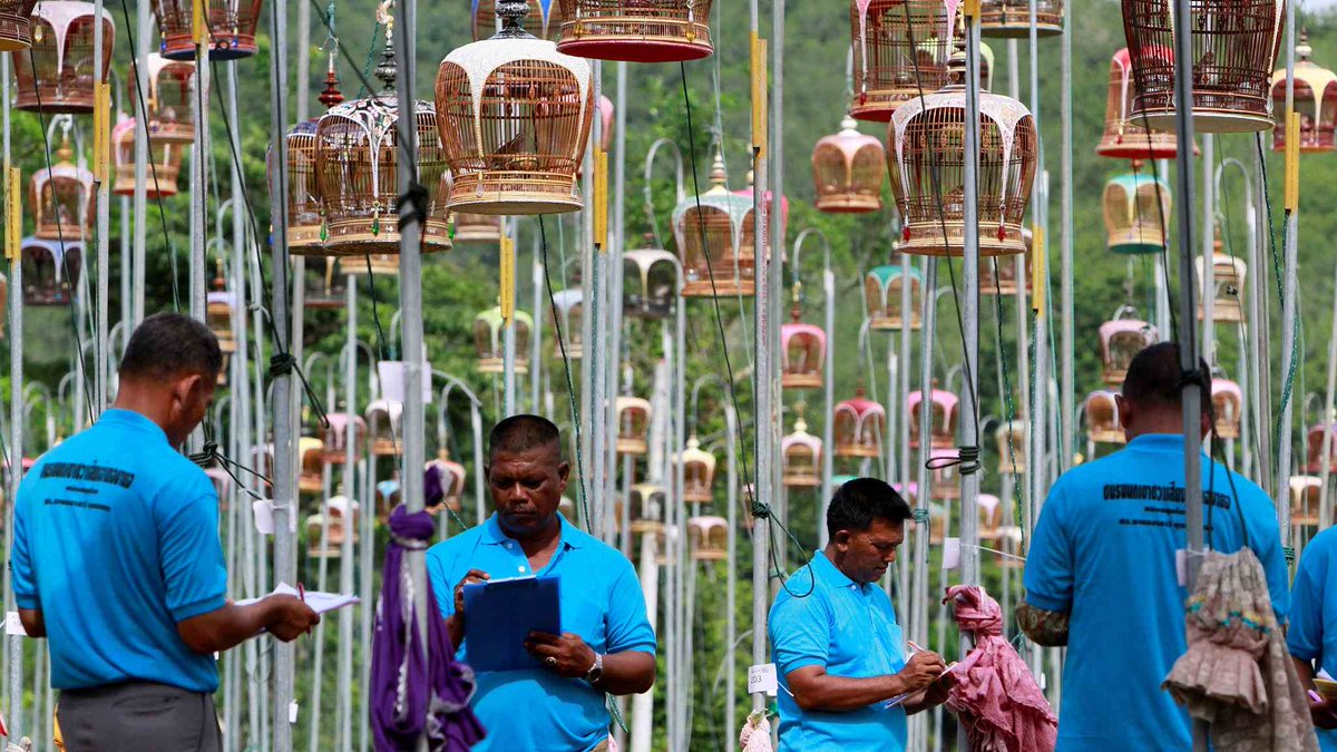 CGTNOfficial's tweet photo. The spectacle of bird-singing contest in #Thailand https://t.co/1p41oi7jWW