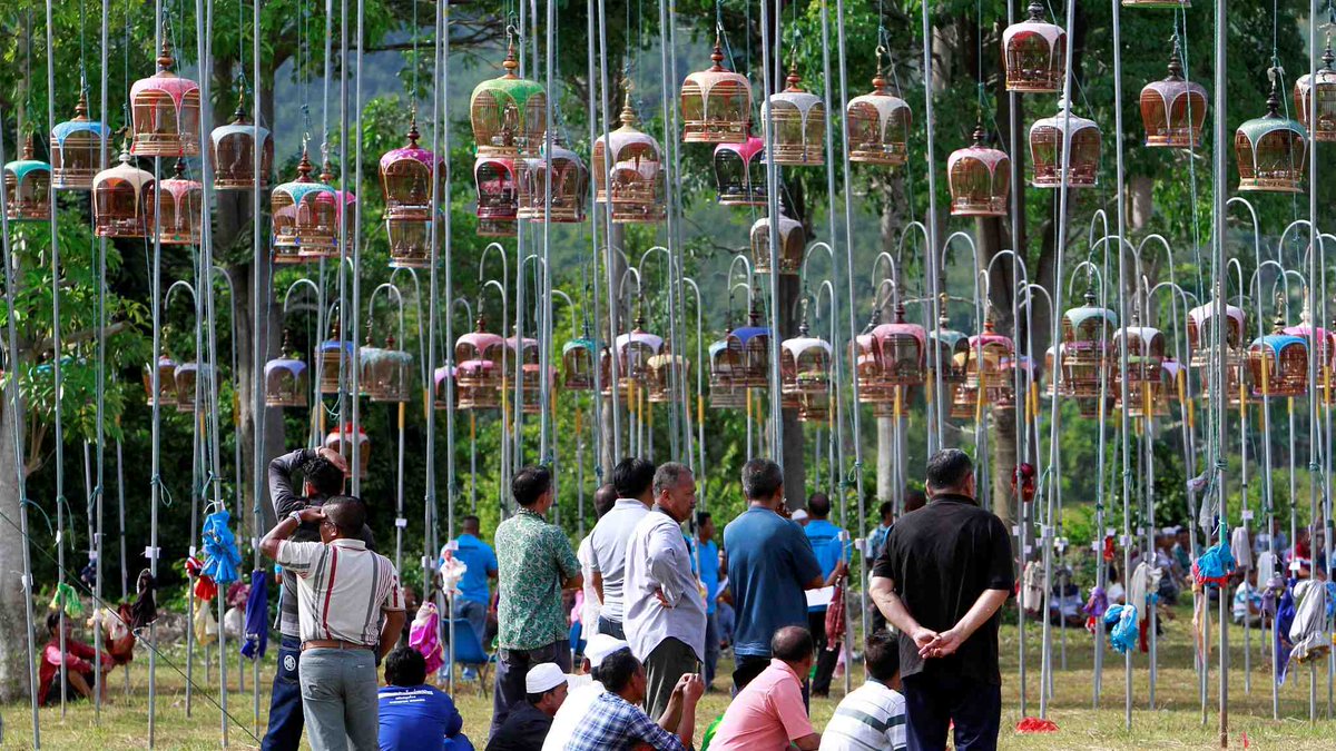 CGTNOfficial's tweet photo. The spectacle of bird-singing contest in #Thailand https://t.co/1p41oi7jWW